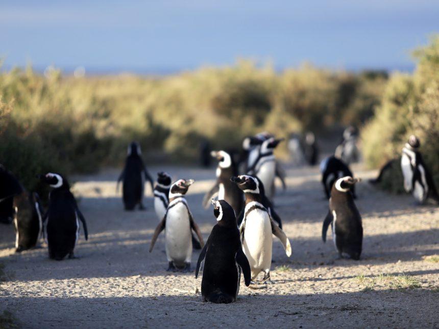 El biólogo y la fiscal: héroes tras la histórica condena por pingüinos