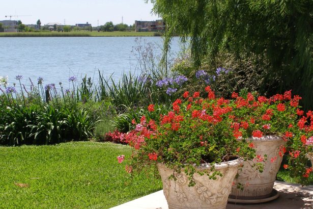 Cinco plantas en maceta que aguantan varios días sin agua
