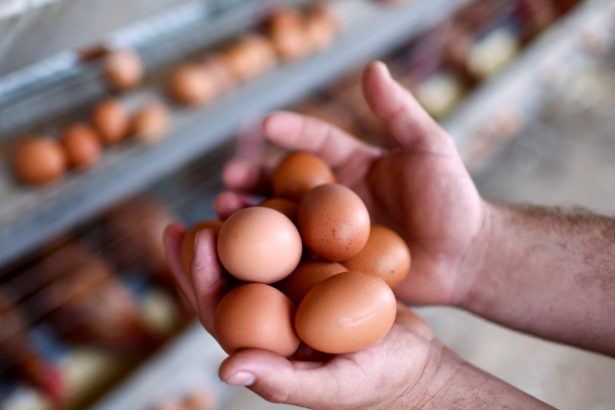 Huevos en EE. UU.: Precios altos, contrabando y gallinas en alquiler