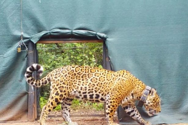Miní: La yaguareté liberada en El Impenetrable para salvar su especie