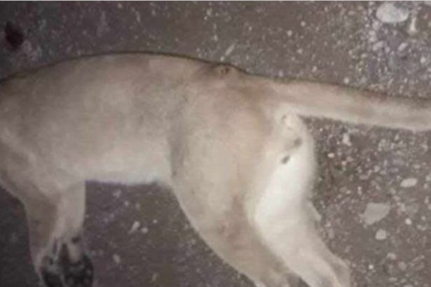 Puma en casa: perros lo acorralan y dueño lo mata a palazos