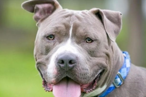 Impactante: Pitbull ataca a niña de 5 años y hiere a su padre