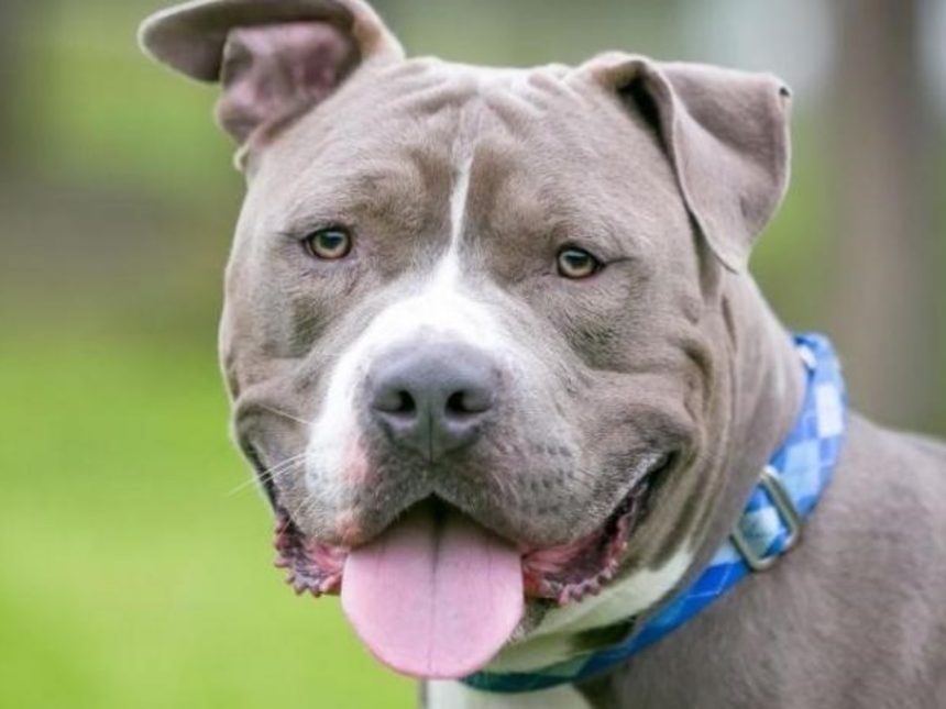 Impactante: Pitbull ataca a niña de 5 años y hiere a su padre