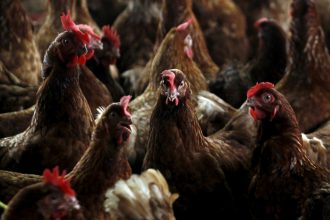Alquilar Gallinas: La Nueva Tendencia por el Aumento de Huevos