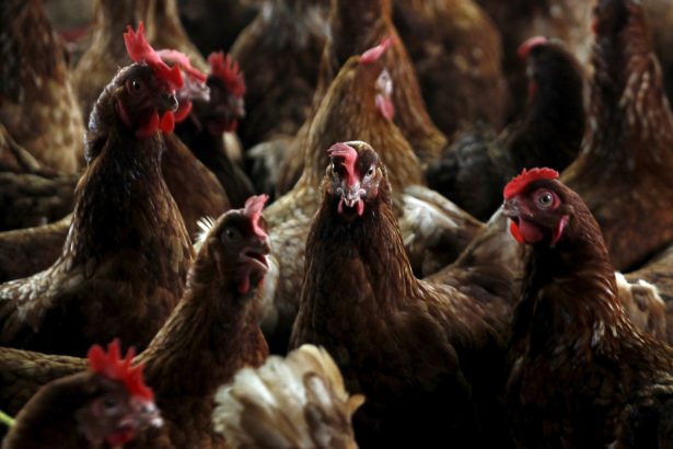 Alquilar Gallinas: La Nueva Tendencia por el Aumento de Huevos