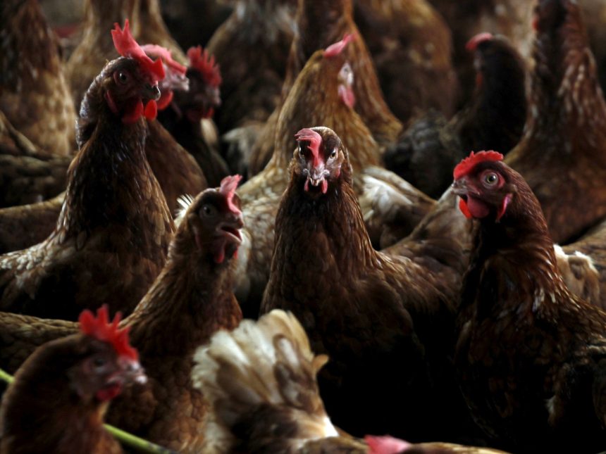 Alquilar Gallinas: La Nueva Tendencia por el Aumento de Huevos