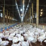 Brasil enfrenta brote de gripe aviar: China y UE detienen importaciones