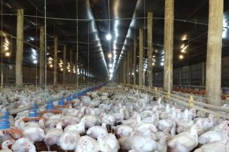 Brasil enfrenta brote de gripe aviar: China y UE detienen importaciones