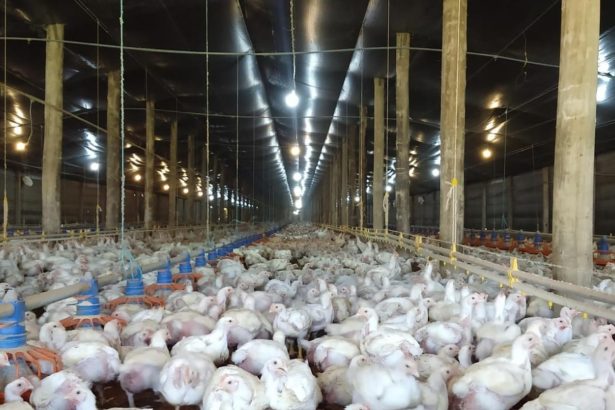 Brasil enfrenta brote de gripe aviar: China y UE detienen importaciones