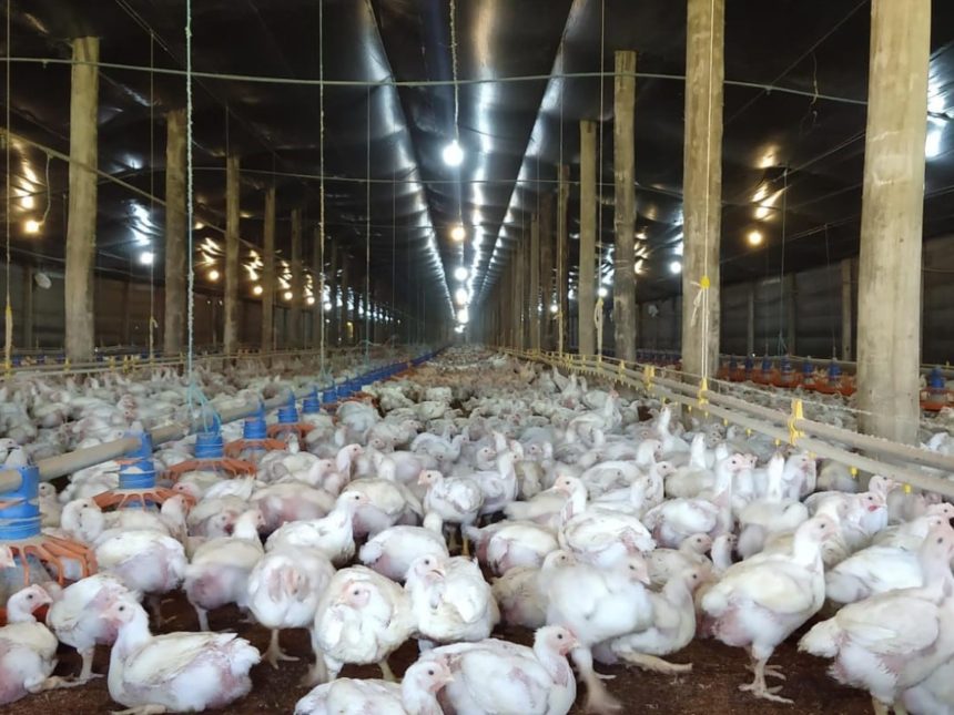 Brasil enfrenta brote de gripe aviar: China y UE detienen importaciones