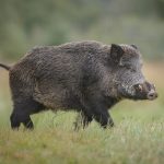 Tragedia en Santa Fe: Cazador accidentalmente mata a un hombre