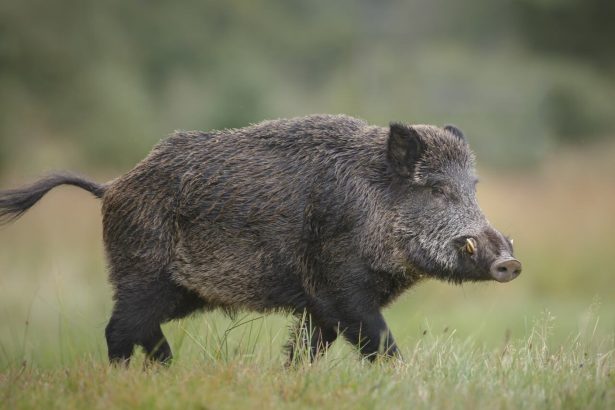 Tragedia en Santa Fe: Cazador accidentalmente mata a un hombre