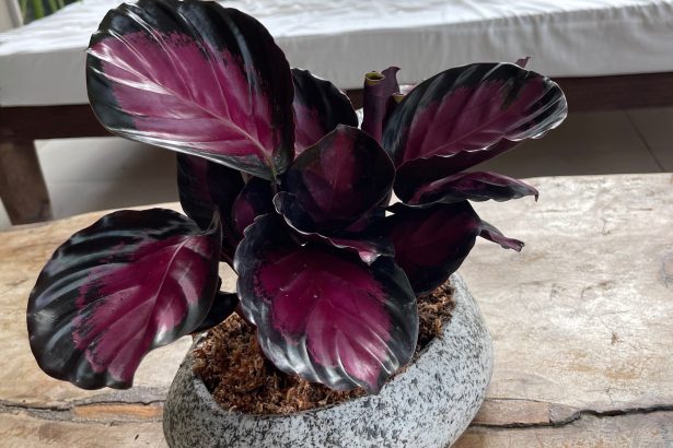 Plantas de Interior Vibrantes y de Bajo Mantenimiento para Espacios Pequeños