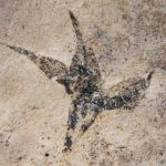 Descubren la flor más antigua de Argentina: ¡la ‘pequeña estrella del sur’!