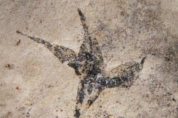 Descubren la flor más antigua de Argentina: ¡la ‘pequeña estrella del sur’!