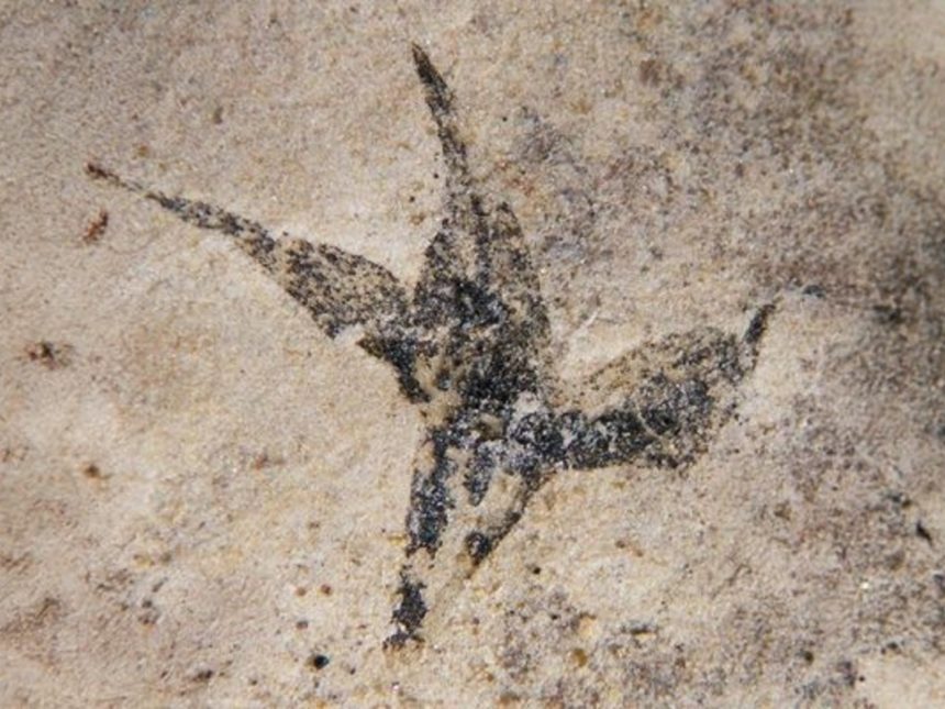 Descubren la flor más antigua de Argentina: ¡la ‘pequeña estrella del sur’!