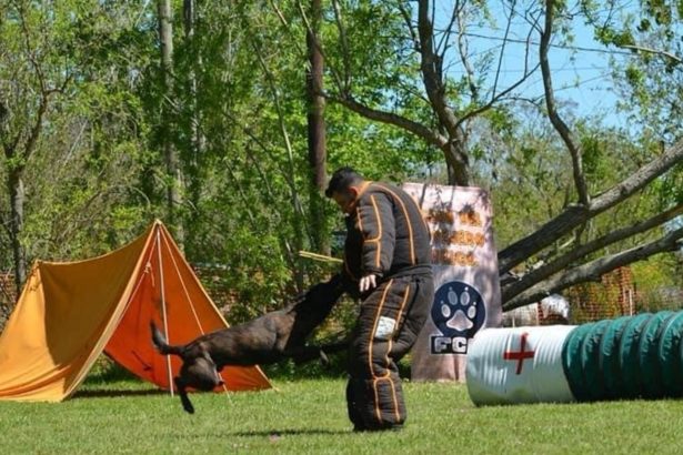 Mondioring: El emocionante deporte canino con 20 atletas en Argentina
