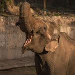 Adiós a Tamy: Elefante de Mendoza que soñaba con un santuario