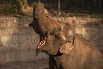 Adiós a Tamy: Elefante de Mendoza que soñaba con un santuario