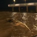 Descubren otra ballena muerta en la Costanera: ¡ya son dos en una semana!