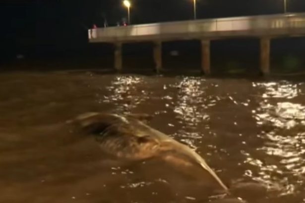 Descubren otra ballena muerta en la Costanera: ¡ya son dos en una semana!