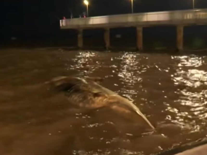Descubren otra ballena muerta en la Costanera: ¡ya son dos en una semana!
