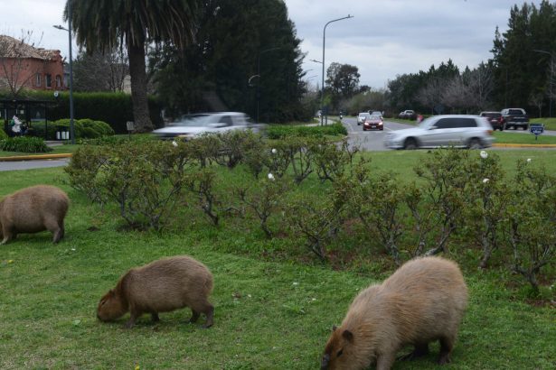 El Gobierno Actúa: Solución al Conflicto de Carpinchos en Nordelta