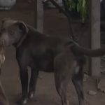 Fiscal revela antecedentes de perros agresivos en caso del niño muerto