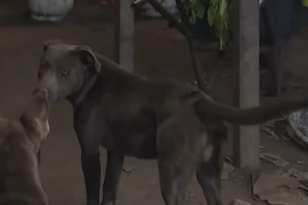 Fiscal revela antecedentes de perros agresivos en caso del niño muerto