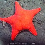 Descubre los secretos del océano: 10 hallazgos de la expedición