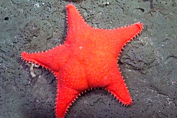 Descubre los secretos del océano: 10 hallazgos de la expedición