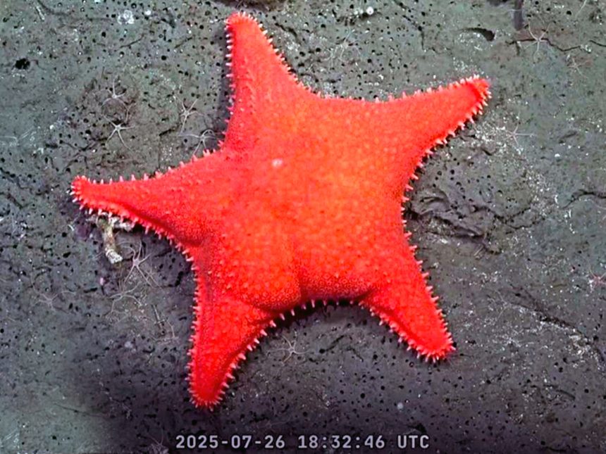 Descubre los secretos del océano: 10 hallazgos de la expedición