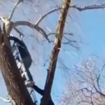 Rescatado: Gato atrapado 5 días en árbol en Merlo gracias a vecinos