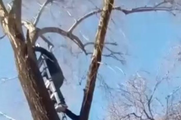 Rescatado: Gato atrapado 5 días en árbol en Merlo gracias a vecinos