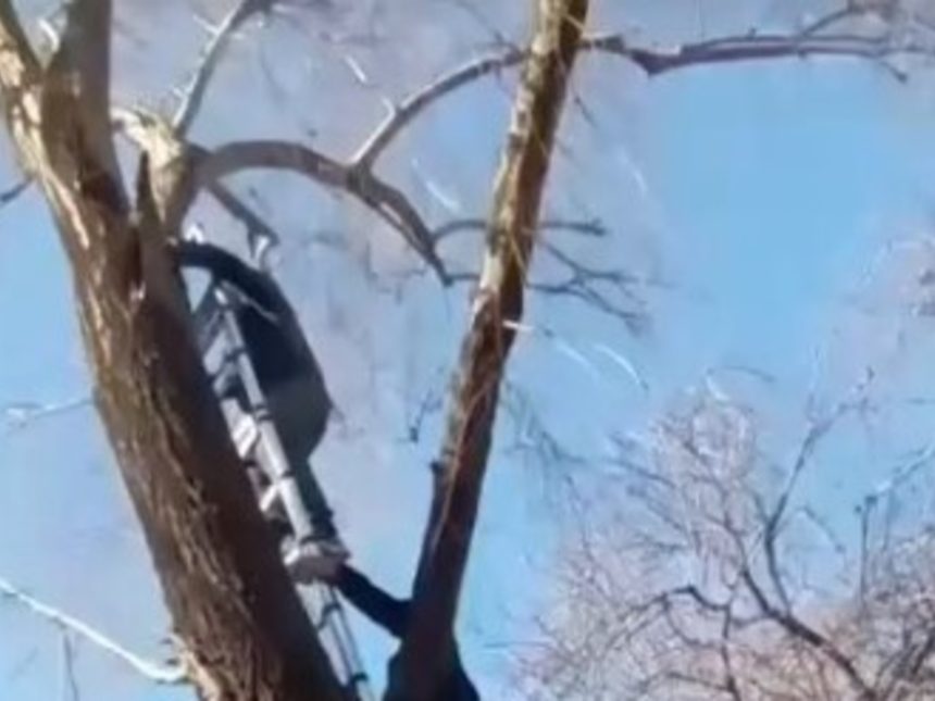 Rescatado: Gato atrapado 5 días en árbol en Merlo gracias a vecinos