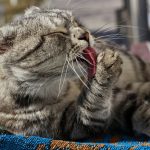 ¡Celebra el Día Internacional del Gato! Significado y Orígenes