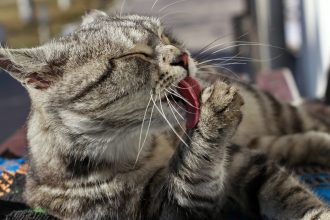 ¡Celebra el Día Internacional del Gato! Significado y Orígenes