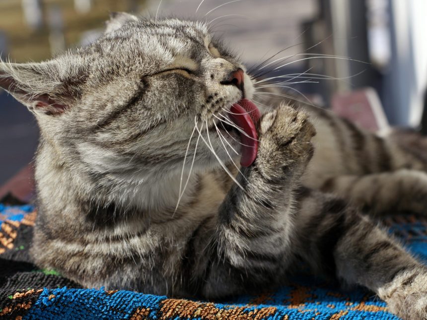 ¡Celebra el Día Internacional del Gato! Significado y Orígenes