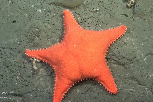 Exploración del fondo marino: El equipo del Conicet inicia su labor