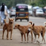 India y sus 62 millones de perros callejeros: un desafío rabioso