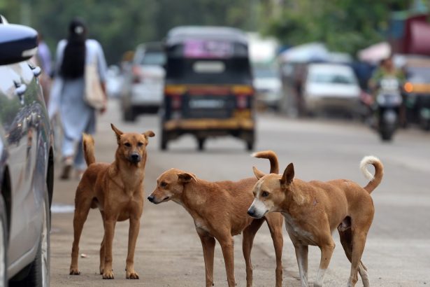 India y sus 62 millones de perros callejeros: un desafío rabioso