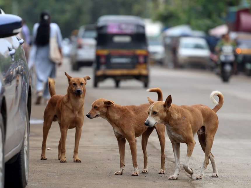 India y sus 62 millones de perros callejeros: un desafío rabioso