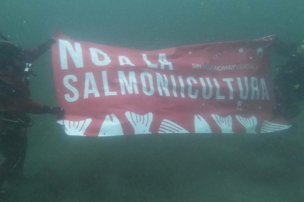 Controversia en Tierra del Fuego: ¿Deberían permitirse las salmoneras?