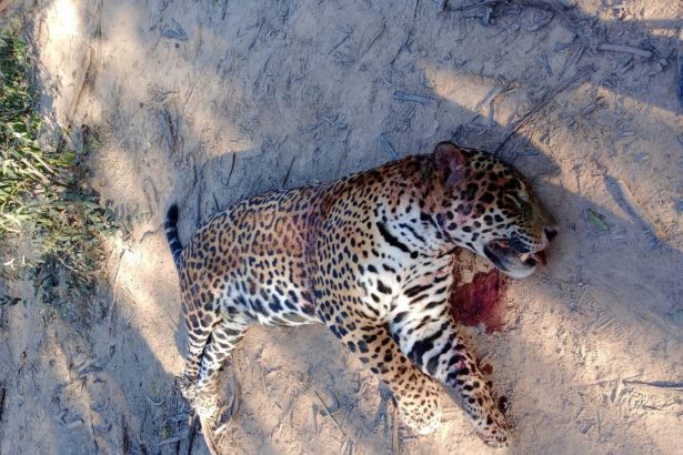 Sentencia histórica: Encarcelan a quienes mataron un yaguareté