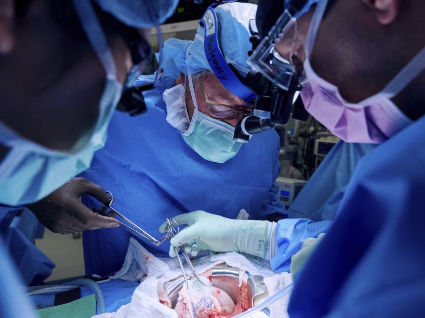 Revolución Médica: Trasplante de pulmón de cerdo a humano, ¿qué sigue?
