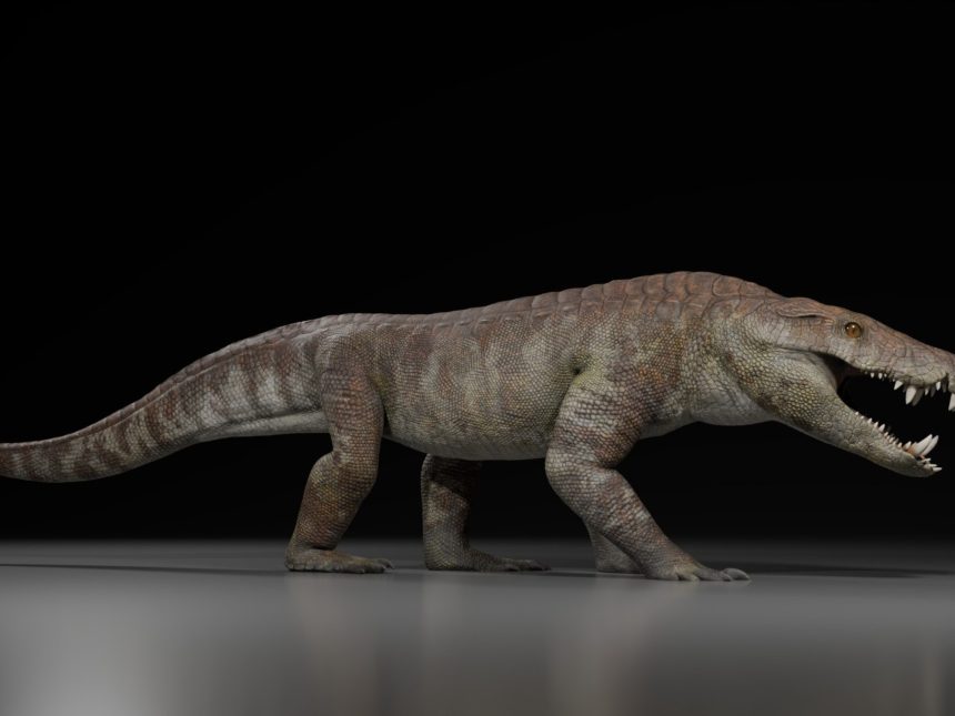 ¡Increíble hallazgo! Nueva especie de cocodrilo prehistórico en Patagonia