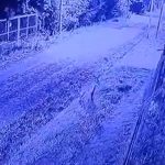 Puma sorprende en Pilar: alerta en barrio cerrado por su presencia