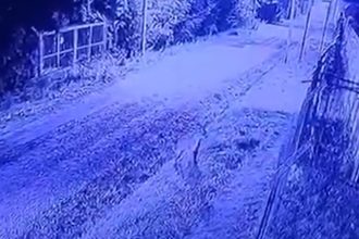 Puma sorprende en Pilar: alerta en barrio cerrado por su presencia