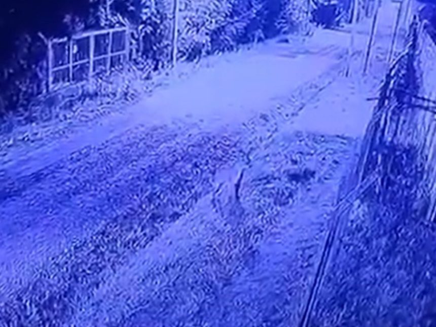 Puma sorprende en Pilar: alerta en barrio cerrado por su presencia
