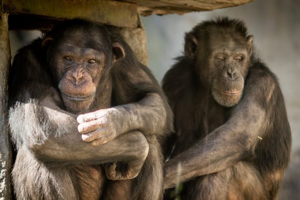 ¿Por qué amamos el alcohol? La sorprendente teoría del mono borracho